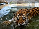 Bengálský tygr v zoo v pákistánském Karáí (6.5.2020)