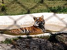 Bengálský tygr v Raválpu v pákistánském stát Padáb (17.5.2022)