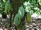 Kakaové plody na plantái v Ghan (15. listopadu 2021)