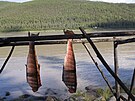 Kusy lososa avya se suí na behu aljaské eky Yukon (23. 1. 2008)