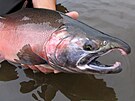 Rybá drí lososa královského, té zvaného avya, v ece Yukon. (8.8.2009)