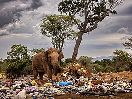 Brent Stirton pinesl záznam o konfliktním vztahu mezi slony a lidmi na Srí...