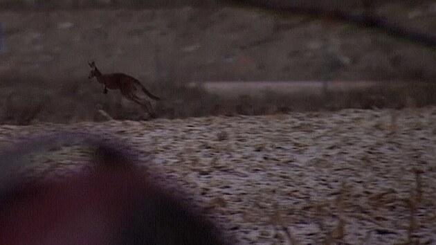 Kanadským policistům se podařilo odchytit samici klokana