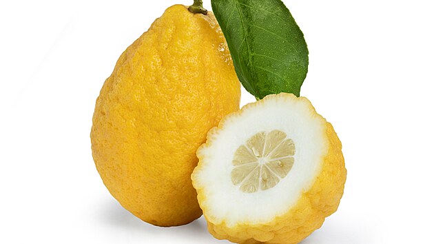Druhy Citrusu (dobře propustnou, dobře propustnou půdu, propustnou půdu, vyžadují teplé) Druhy Citrusu