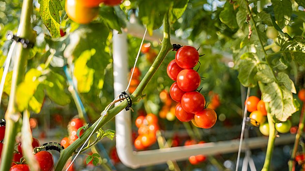 Luk� R�zl p�stuje raj�ata jako ve sci-fi filmu, v�sledky m� ale neuv��iteln�....