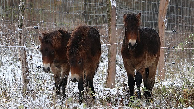 Po pastvinch bval vojensk stelnice v krnovsk sti Chom se prohn trojice divokch exmorskch pony. (5. prosince 2023)