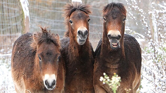 Po pastvinch bval vojensk stelnice v krnovsk sti Chom se prohn trojice divokch exmorskch pony. (5. prosince 2023)