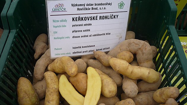 Osmdest ti let star odrda brambor nazvan Kekovsk rohlky. Jejich hlzy maj rohlkovit tvar se lutou lojovitou duinou a jsou ideln na ppravu bramborovch salt.