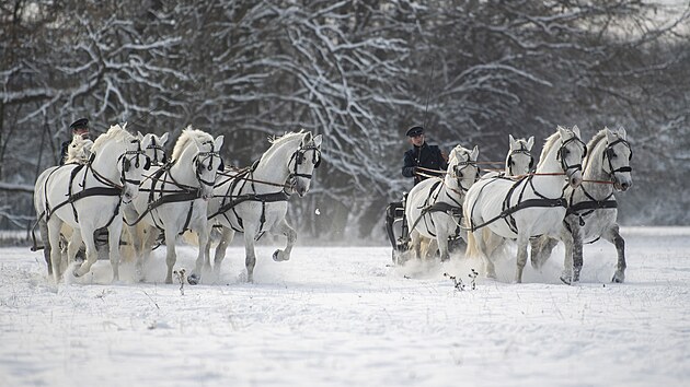 Národní hřebčín v Kladrubech nad Labem uspořádal projížďku na saních tažených koňmi. (4. prosince 2023)
