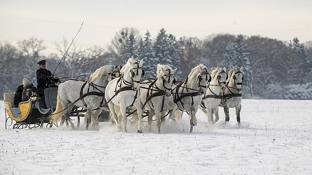 Národní hřebčín v Kladrubech nad Labem uspořádal projížďku na saních tažených koňmi. (4. prosince 2023)