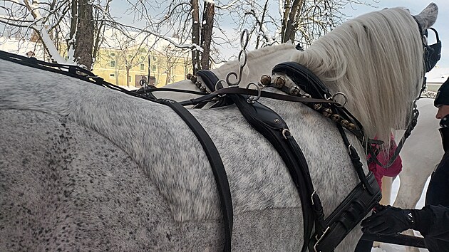 Sportovn kon se na zimu sthaj strojkem, usnaduje to pak pi o n po trninku. Kdy se zpot, jejich oetovatel je hal do deky.