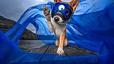 Fotografka Cat Race z britského Prestonu se nala ve fotografování ps. Práv...