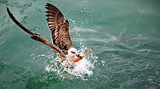 Rackové od jihoafrického pob�e�í mizejí, jejich lovná teritoria se p�esouvají...