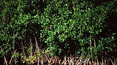 Mangrovy vytváí podél pobeí tropických stát nárazníkové pásmo. Tlumí píboj...