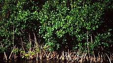 Mangrovy vytváí podél pobeí tropických stát nárazníkové pásmo. Tlumí píboj...