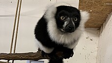 Stejn jako ostatní lemui, je vari ernobílý z Madagaskaru. Tento primát je...