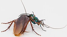 Blízká sou�ití bývají spletitá, co� neplatí jen mezi lidmi. Parazité,...