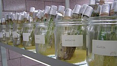 In vitro (tedy ve zkumavce) ve Výzkumném ústavu bramboráském lechtitelé...