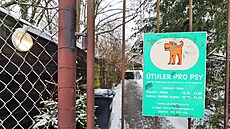 O ejlu, starí fenu plemene turecký pastevecký pes (Kangal), se v souasné dob...