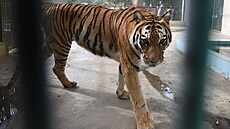 Bengálský tygr v zoo v pákistánském Kará�í (28.7.2019)