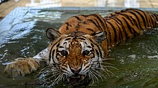 Bengálský tygr v zoo v pákistánském Karáí (6.5.2020)