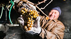 Vinaři z Chateau Valtice na Břeclavsku nad ránem sklízeli hrozny z vinice u...