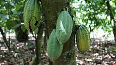 Kakaové plody na plantái v Ghan (15. listopadu 2021)