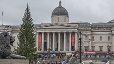 Vánoční strom zaslaný norskou metropolí na Trafalgarském náměstí v Londýně (7....