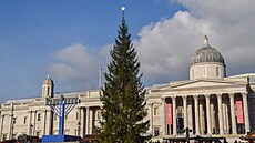 Vánoní strom zaslaný norskou metropolí na Trafalgarském námstí v Londýn (7....