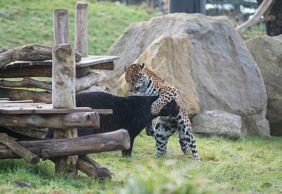 Návtvníci zlínské zoo v Lené mohou pozorovat jaguáí pár ve venkovním...