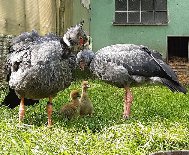Křikloun z Jižní Ameriky. V Olomouci se chlubí odchovem bizarní čáje obojkové