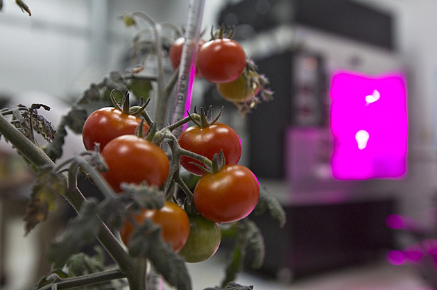 Astronauti na ISS našli ztracené rajče, v mikrogravitaci ho hledali osm měsíců