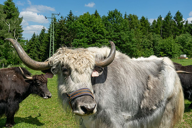 Na stavební povolení čekali sedm let. O pozemek se mezitím starali rohatí jaci