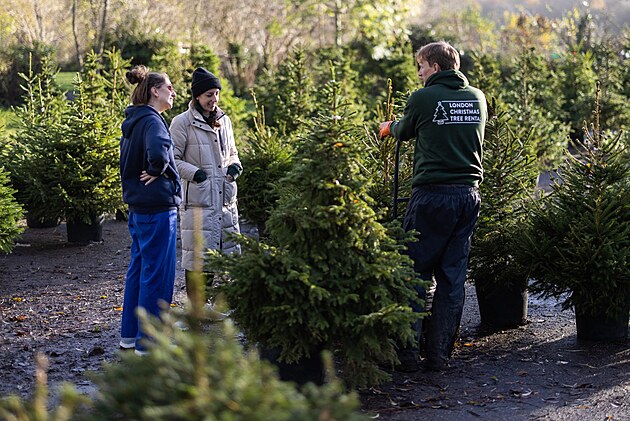 V�no�n� stromky v truhl�ku jsou velk�m hitem ve Velk� Brit�nii. Lid� si...