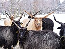 Cápová ovce je starobylým plemenem, které zvládá celoroní pobyt venku.