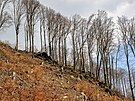 Snímek z les nad Mariánským údolím v Kruných horách na Mostecku. (duben 2023)