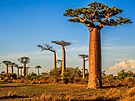 Poznávacím znamenám Madagaskaru jsou ikonické baobaby a dalí unikáty