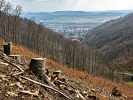 Snímek z les nad Mariánským údolím v Kruných horách na Mostecku (duben 2023)