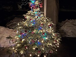 Vánoní stromeek jsme zakoupili ped temi lety v kvtinái, pesadili a on...