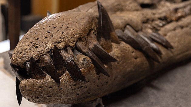 Sto ticet zub, velkch a ostrch. Dvoumetrov lebka. Vzkum pitom naznauje, e patila jet nedosplmu pliosaurovi.