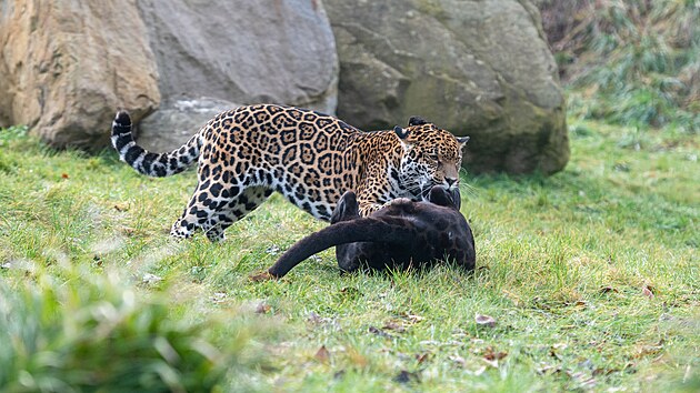 Nvtvnci zlnsk zoo v Len mohou pozorovat jagu pr ve venkovnm vbhu. (prosinec 2023)
