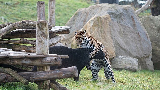 Nvtvnci zlnsk zoo v Len mohou pozorovat jagu pr ve venkovnm vbhu. (prosinec 2023)