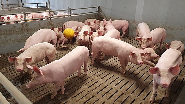 Podle ��fky ZD Un�ovic dru�stvo s�z� na to, �e jen to nejzdrav�j�� a nejspokojen�j�� zv��e ud�l� dobr� ekonomick� v�sledek. Podle toho se jim sna�� vytv��et podm�nky.