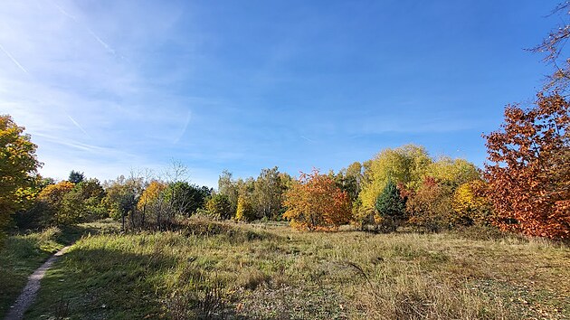 Unik�tn� B�ezhradsk� p�s�iny na okraji Hradce Kr�lov� zab�raj� necel�ch p�t hektar�. (30. ��jna 2023)