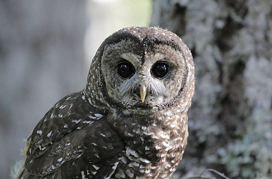 Putík západní potebuje pomoci, jinak nepeije. Jeho záchrana bude mít...