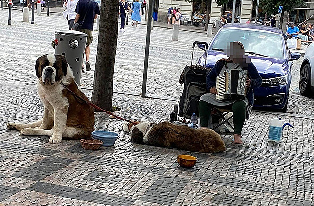 Dvojice Rumunů žebrá s bernardýny. Lidé hlásí týrání, zvířata odebrat nelze