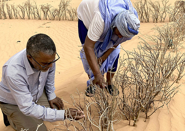 Budování zelené zdi v Sahelu vázne, na vině jsou peníze i neustálé převraty