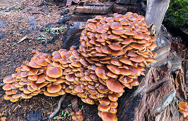 Houbařskou nadílku měl mykolog dostat k Vánocům. Naleziště penízovek našel sám