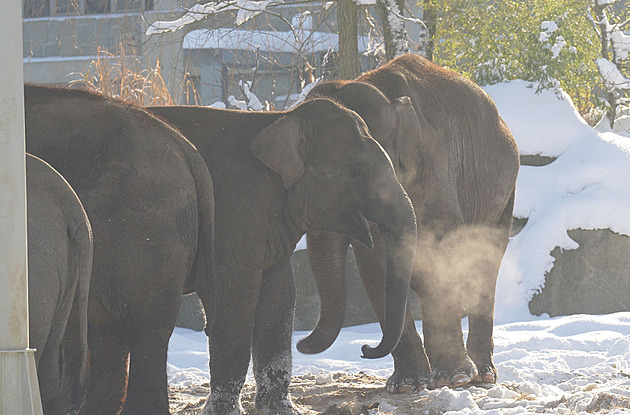 Pokud nasn�í, budou moci lidé v zoo na sn�hu spat�it i neobvyklá zví�ata jako...