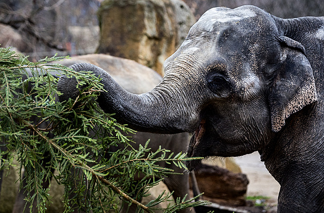 K jídlu i na drbání. Neprodané vánoční stromky potěšily zvířata v pražské zoo